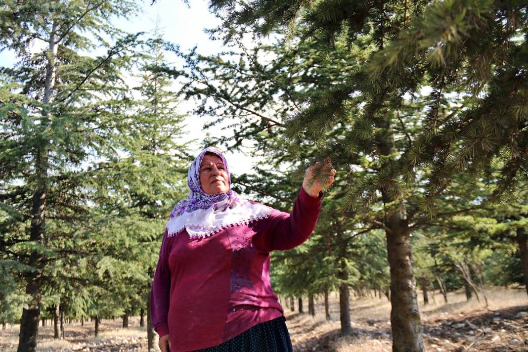 Arabasını satıp 5 bin sedir fidanı dikti: Şimdi ormana dönüştü! 11